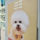 애견미용 견출지 노원점 네이버블로그