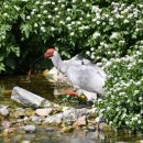 우포 따오기 구조 치료센터 | 우포늪 따오기들의 야생 적응 이야기