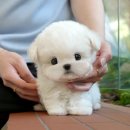 미유펫 강아지고양이 구미점 이미지