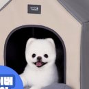 펫하우스 이미지