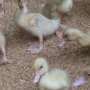 효산농장 이미지