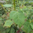 경화농장 이미지