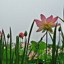 연꽃세상