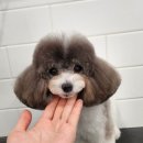 리츠펫(송도점) 이미지