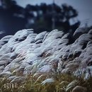 서목