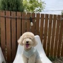 땅콩애견놀이터 이미지