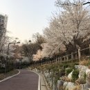 방화근린공원_벚꽃 이미지