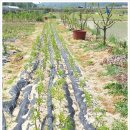 상왕농장 이미지