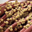 에버바이오 이미지