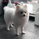 예쁘댕냥 이미지