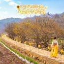 가수 3 만수경로당 | 경북 여행 추천 2026 의성 산수유축제 실시간 가볼만한곳