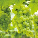 역곡야채 이미지