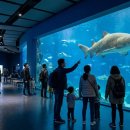 더월클라이밍강남비지점 | 아쿠아플라넷 광교 총정리 ㅣ 입장료·운영시간·할인·관람동선부터 광교 맛집 코스까지 (2026년 7...