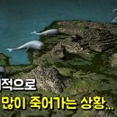 고래피시방 이미지