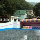 스타애견 이미지