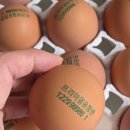 등고개농장 | 난각번호1번 달걀, 프리미엄 유정란 솔직 후기