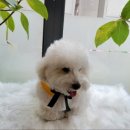 개좋은날 이미지