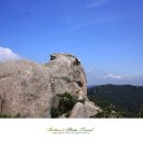 소나무를 품다 이미지