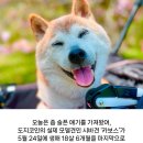 도지코인 모델 시바견 무지개다리 건넜대ㅠㅠ 이미지