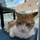 반함 | 반함헤어 강릉점 애쉬그레이 염색 후기 — 반함이 되었던 하루