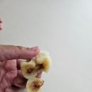 꽃큰 rice cake