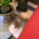 구구뱅뱅 이미지