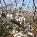 매화휘트니스 이미지