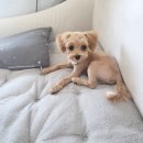 커들리독 이미지