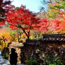 화담숲-단풍축제 이미지