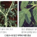 토마토 - 영양생리장해 망간 이미지