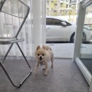 히히 그루밍 이미지