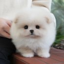 미유펫강아지고양이청주점(미용,위탁관리) | 청주강아지분양 미유펫 확실했던 것