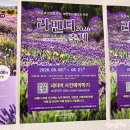 양산 느티나무의사랑 카페 라벤더축제 예약 데이트 솔직후기