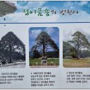 장재리1980-3 | 보은 법주사, 말티재 전망대, 정이품송, 정이품송 공원