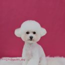 가치있개 이미지