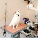 스타덤 펫살롱 이미지