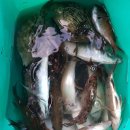 섬마을민박낚시 이미지