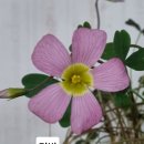 사랑초 스킨푸드 디바 아데노데스 이미지