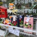 꽃피어나라 이미지