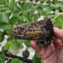 장성군농업기술센터 | [특집] 2025년 글로벌 농업 기업과 함께하는 딸기의 미래