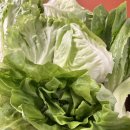 온미르마을협동조합 | 깔끔하고 부드러운 친환경 유럽피언 쌈채소 추천! - 동구머리협동조합