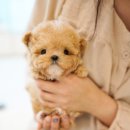 디디펫 수원강아지분양 이미지