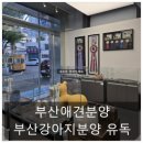 유독 | 부산강아지분양 유독을 다녀온 후기에요~