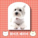 웨스티(westy) 네이버블로그