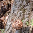 재배가 자연산이된 표고버섯 이미지