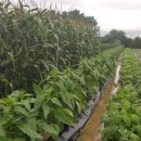 설봉농장 이미지