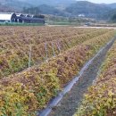 황혼농장 이미지