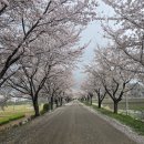 오일시장 체육공원 | 충남 예산 무한천체육공원 벚꽃 한적해서 더 좋았던 산책 후기 2026년 4월 10일 방문