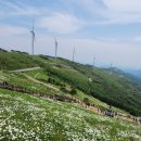 제26회 정기산행_ 2026년 06월 13일(토), 평창 샤스타데이지 육백마지기 트레킹 이미지