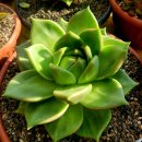 엘도라도 이미지